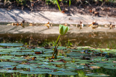 Nymphaea