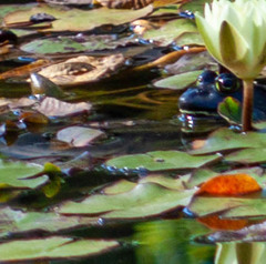 Lithobates catesbeianus