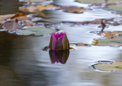 Nymphaea
