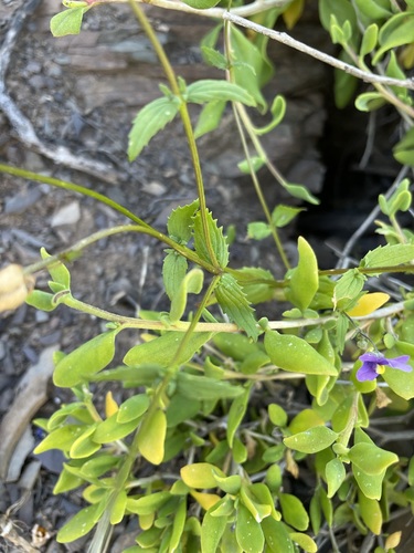 Image of Nemesia leipoldtii by (c) Matt Berger, some rights reserved (CC BY)