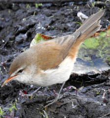 Acrocephalus gracilirostris gracilirostris