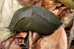 Anadenidae