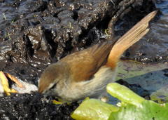 Acrocephalus gracilirostris gracilirostris