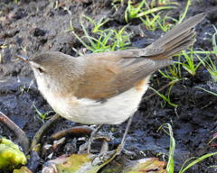 Acrocephalus gracilirostris gracilirostris