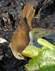 Acrocephalus gracilirostris gracilirostris