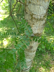Gleditsia amorphoides