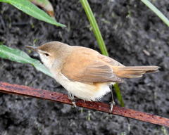 Acrocephalus gracilirostris gracilirostris
