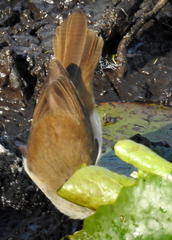 Acrocephalus gracilirostris gracilirostris