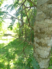 Gleditsia amorphoides