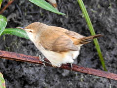 Acrocephalus gracilirostris gracilirostris