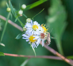 Hymenia