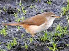Acrocephalus gracilirostris gracilirostris