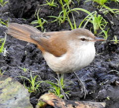 Acrocephalus gracilirostris gracilirostris