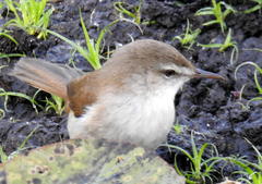 Acrocephalus gracilirostris gracilirostris