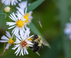 Bombus impatiens
