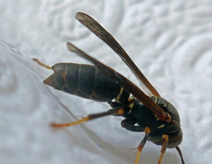 Strepsiptera