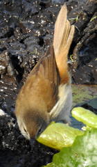 Acrocephalus gracilirostris gracilirostris