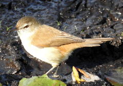 Acrocephalus gracilirostris gracilirostris