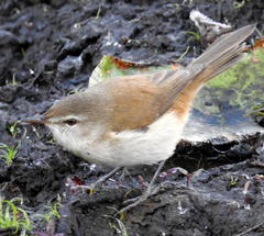 Acrocephalus gracilirostris gracilirostris