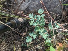 Capnoides sempervirens