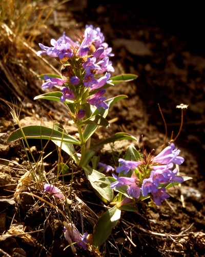 Absaroka Range beardtongue (Penstemon absarokensis)
