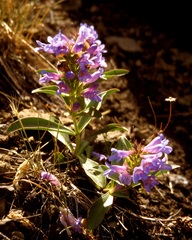 Penstemon absarokensis