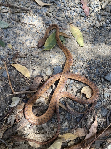 Brown Tree Snake sighting