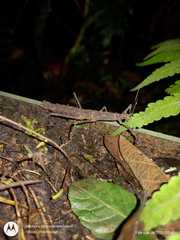 Pygirhynchus toledopizai