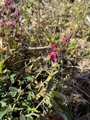 Indigofera intermedia