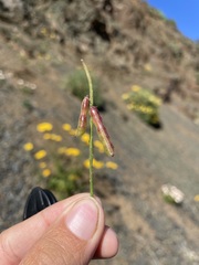 Indigofera intermedia