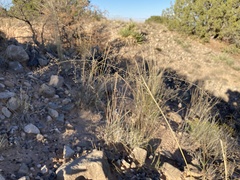 Sporobolus flexuosus