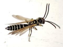 Myzinum carolinianum