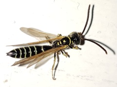 Myzinum carolinianum