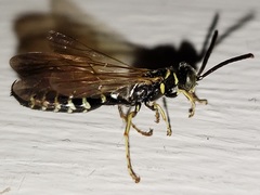 Myzinum carolinianum