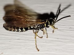 Myzinum carolinianum