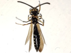 Myzinum carolinianum