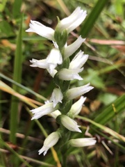 Spiranthes ochroleuca