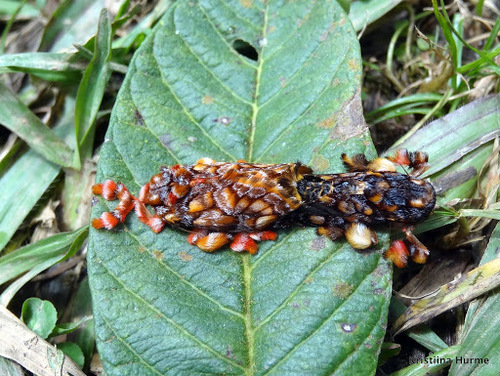 Monkey Slug