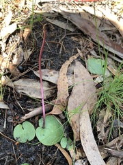 Cyrtostylis reniformis