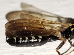 Myzinum carolinianum