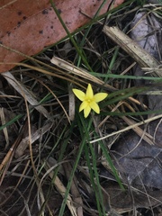 Hypoxis wrightii