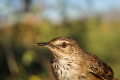 Bradypterus baboecala baboecala