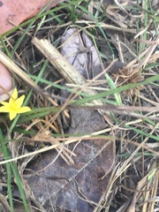 Hypoxis wrightii