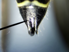 Myzinum carolinianum