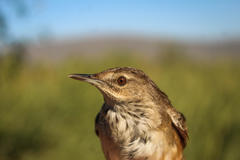 Bradypterus baboecala baboecala