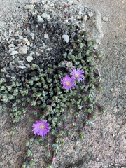Braunsia maximilianii