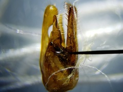 Myzinum carolinianum