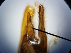 Myzinum carolinianum