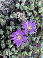 Braunsia maximilianii