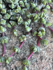 Braunsia maximilianii